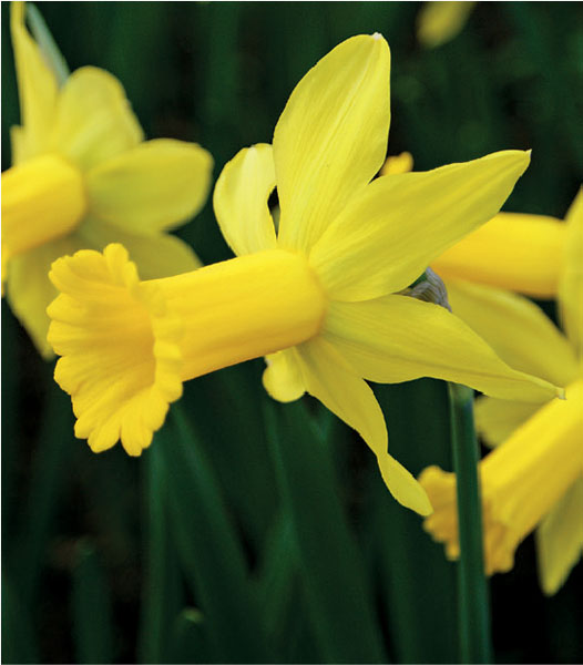formosabulbs_lily Nashville