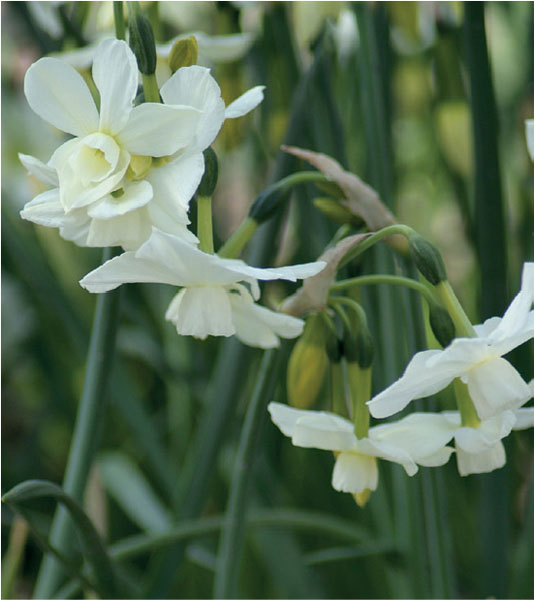 formosabulbs_lily Nashville