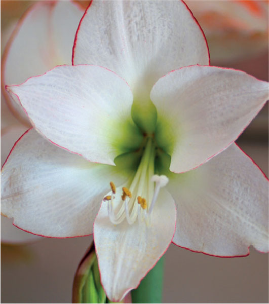 formosabulbs_lily Nashville