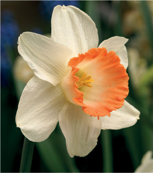 formosabulbs_lily Nashville