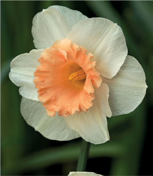 formosabulbs_lily Nashville