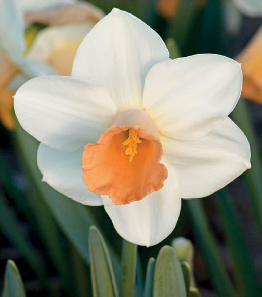 formosabulbs_lily Nashville