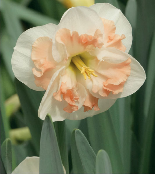 formosabulbs_lily Nashville