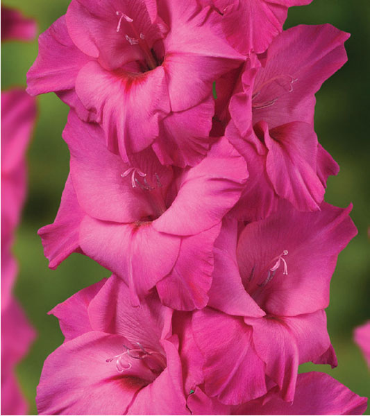 formosabulbs_lily Nashville