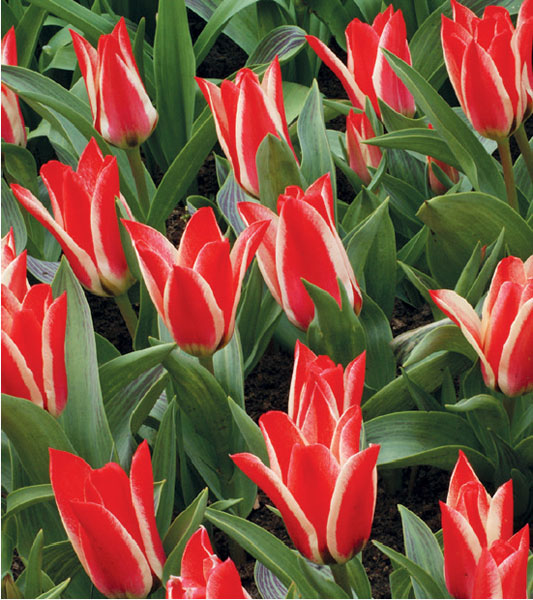 formosabulbs_lily Nashville