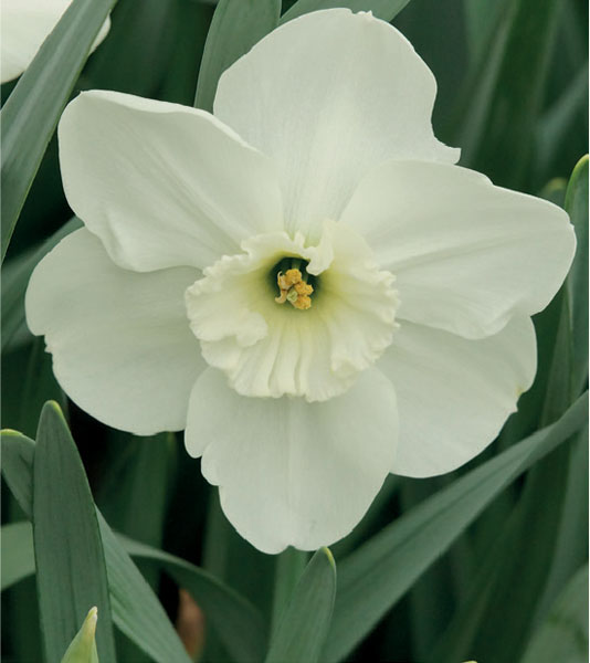 formosabulbs_lily Nashville