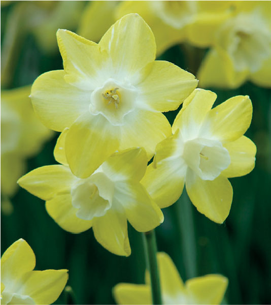 formosabulbs_lily Nashville