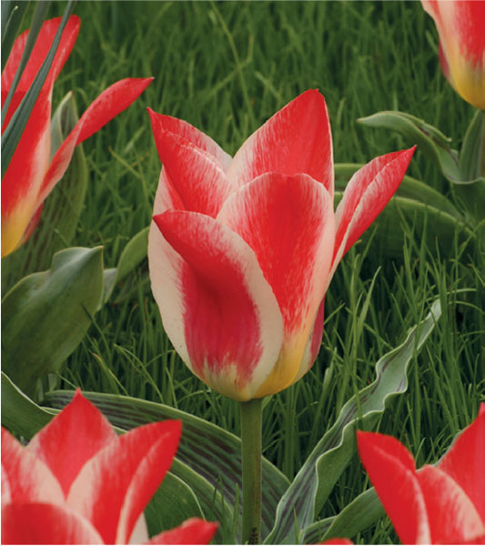 formosabulbs_lily Nashville