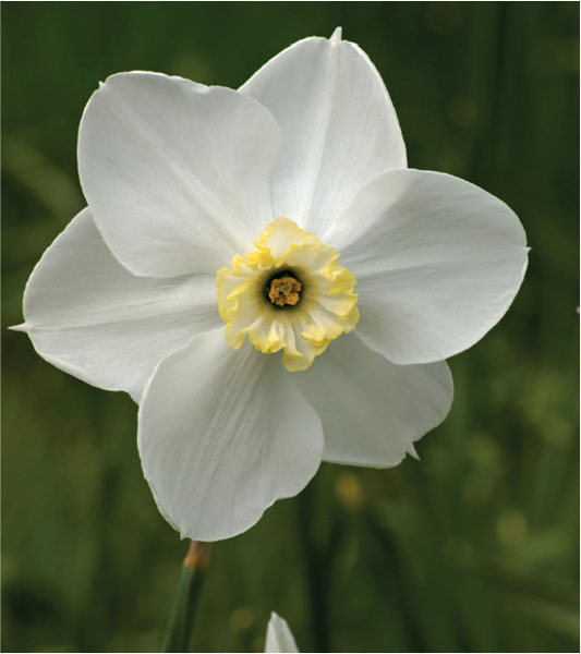 formosabulbs_lily Nashville