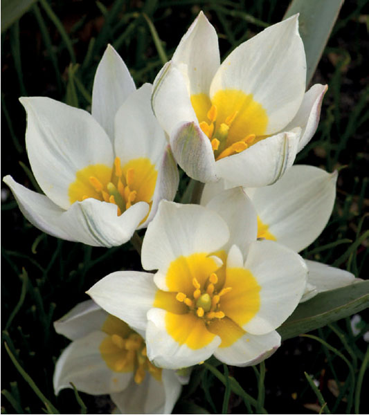 formosabulbs_lily Nashville