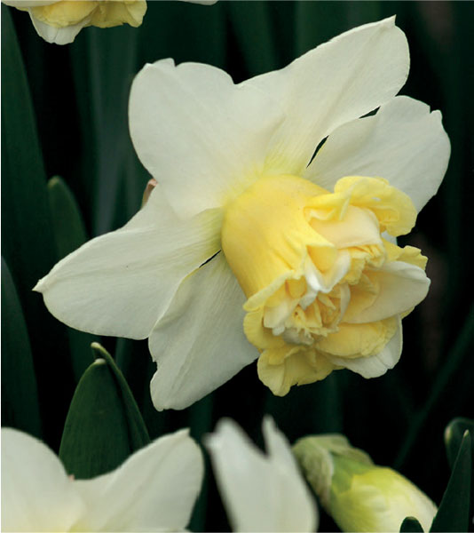 formosabulbs_lily Nashville
