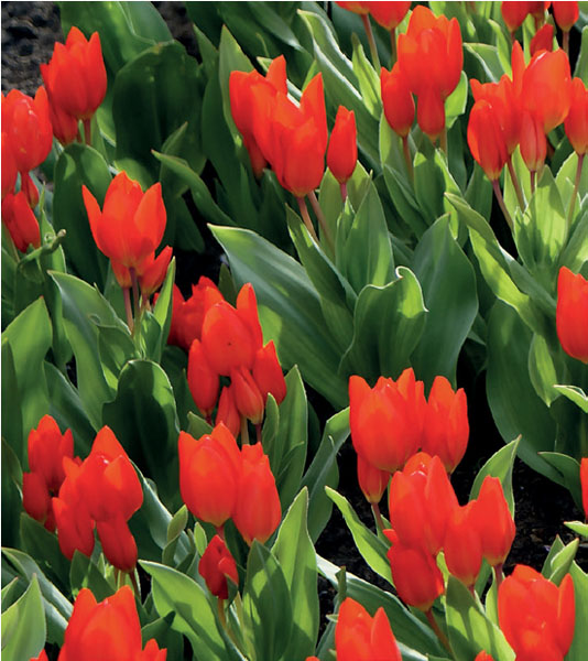 formosabulbs_lily Nashville