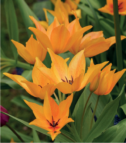 formosabulbs_lily Nashville