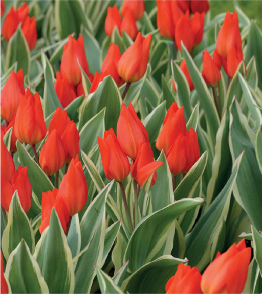 formosabulbs_lily Nashville