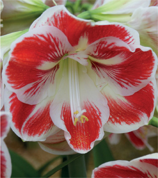 formosabulbs_lily Nashville