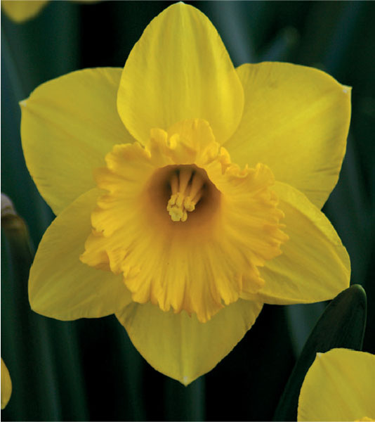 formosabulbs_lily Nashville