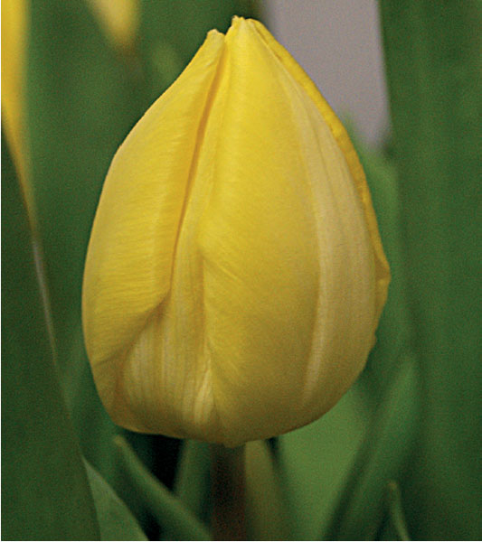 formosabulbs_lily Nashville