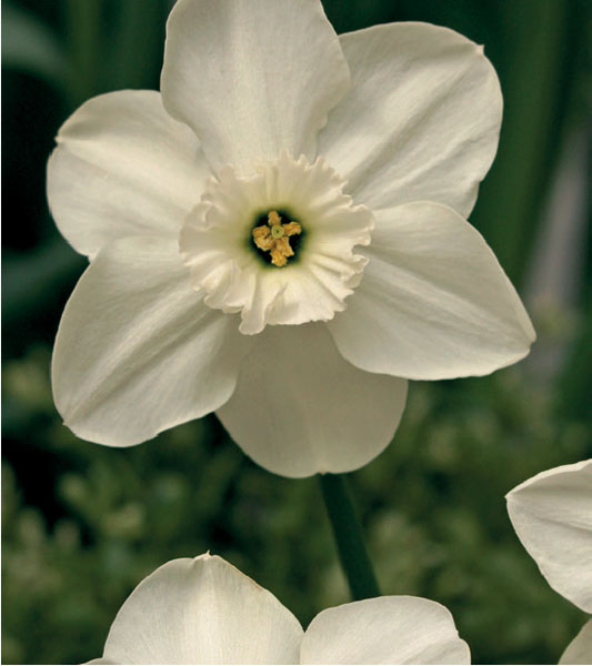 formosabulbs_lily Nashville