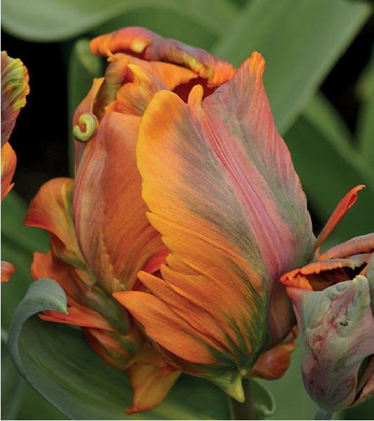 formosabulbs_lily Nashville