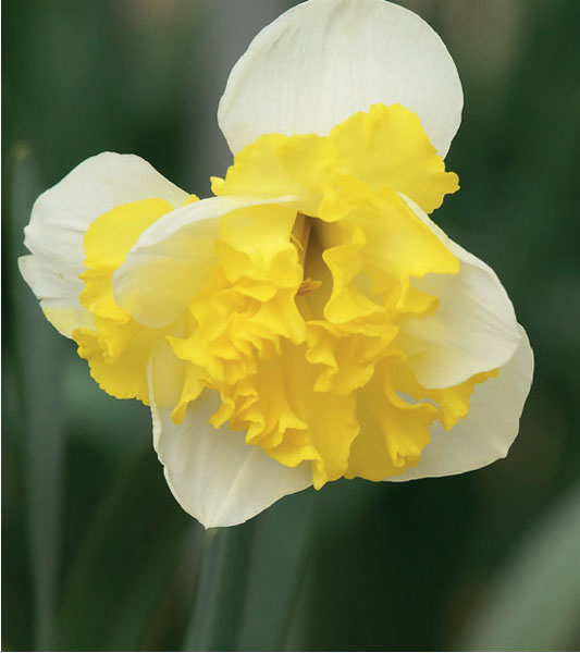 formosabulbs_lily Nashville