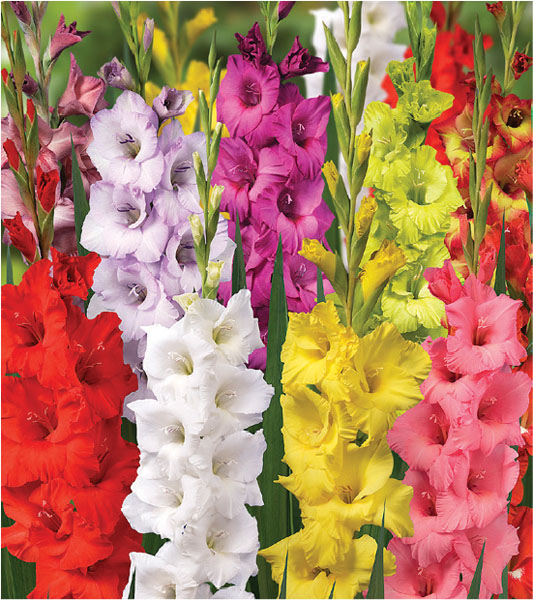 formosabulbs_lily Nashville
