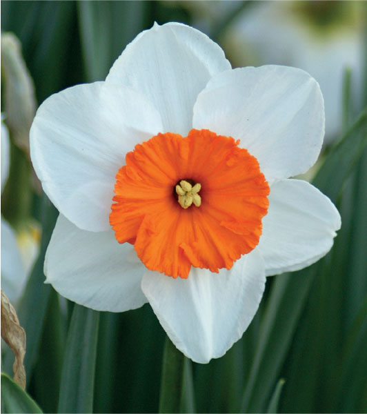 formosabulbs_lily Nashville
