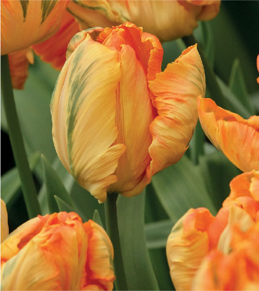 formosabulbs_lily Nashville