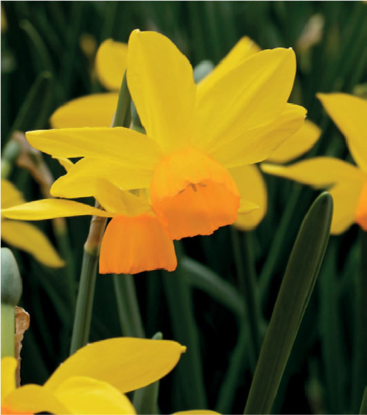 formosabulbs_lily Nashville
