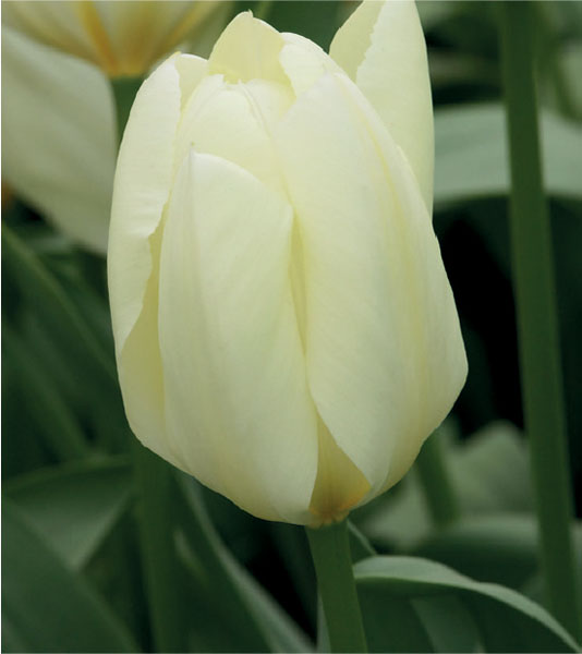 formosabulbs_lily Nashville