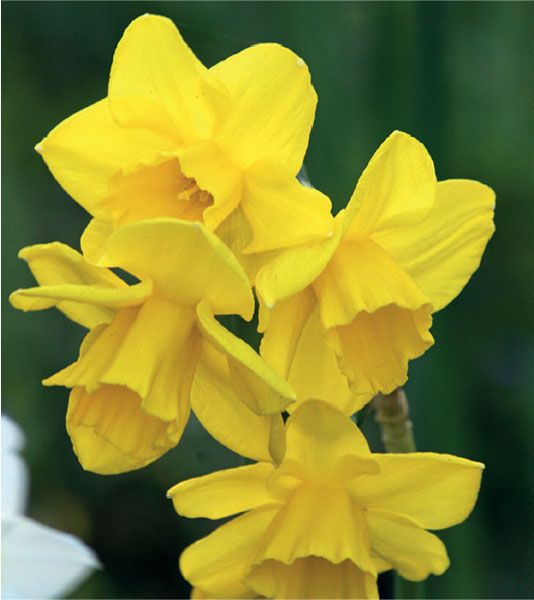 formosabulbs_lily Nashville