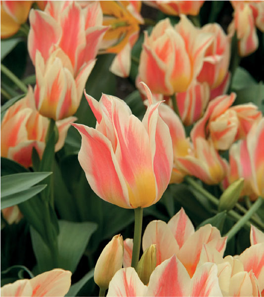 formosabulbs_lily Nashville