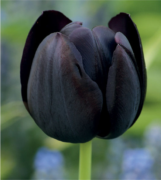 formosabulbs_lily Nashville