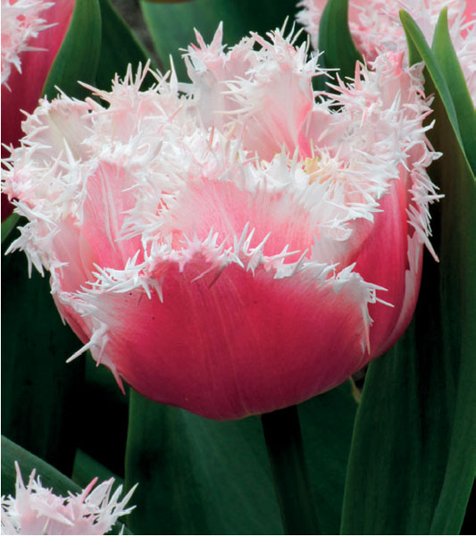 formosabulbs_lily Nashville