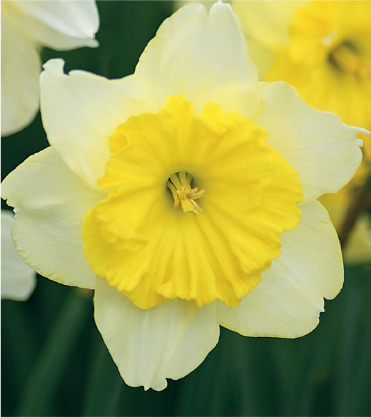 formosabulbs_lily Nashville