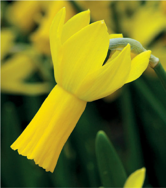 formosabulbs_lily Nashville