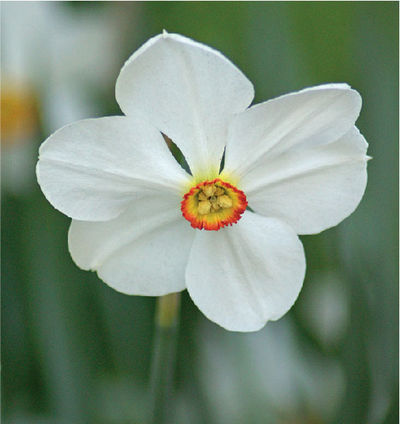 formosabulbs_lily Nashville
