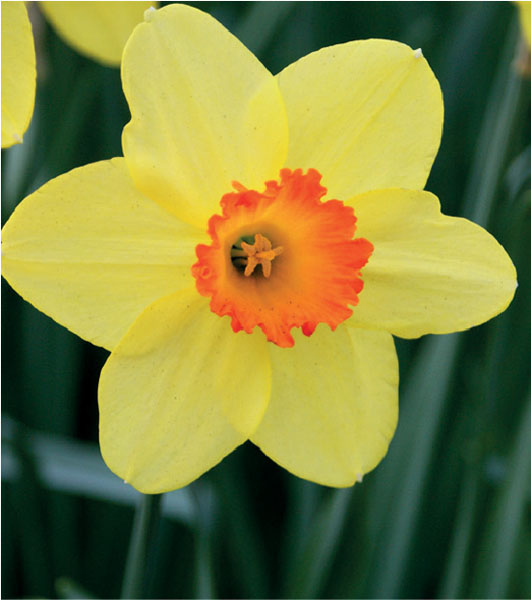 formosabulbs_lily Nashville