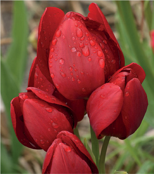 formosabulbs_lily Nashville