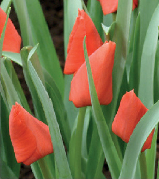 formosabulbs_lily Nashville