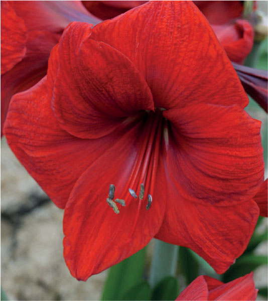 formosabulbs_lily Nashville