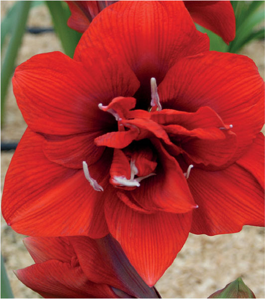 formosabulbs_lily Nashville