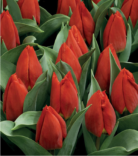 formosabulbs_lily Nashville