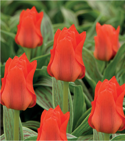formosabulbs_lily Nashville