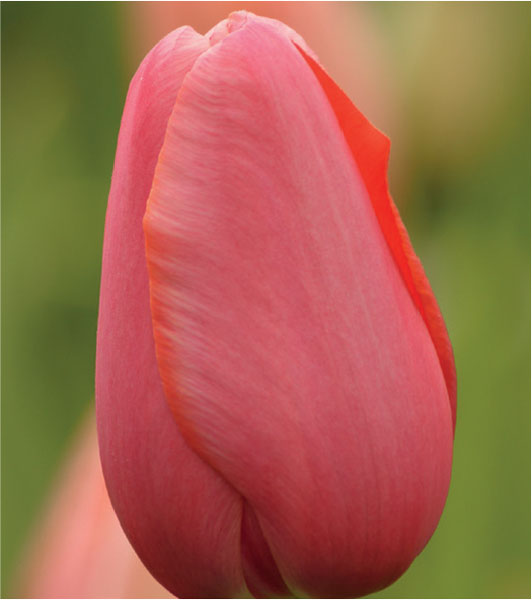 formosabulbs_lily Nashville