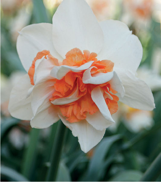 formosabulbs_lily Nashville