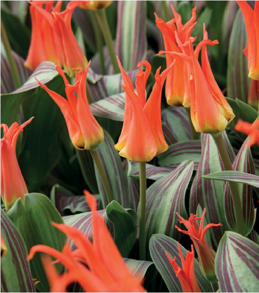 formosabulbs_lily Nashville