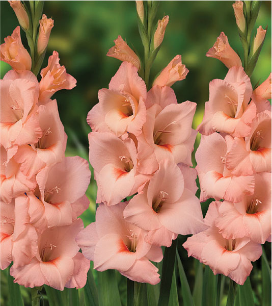 formosabulbs_lily Nashville