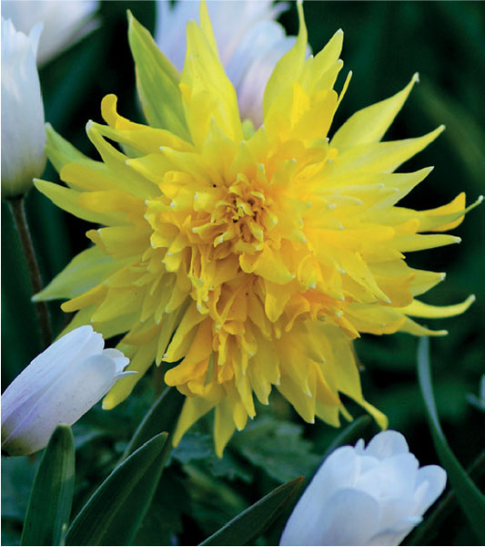 formosabulbs_lily Nashville