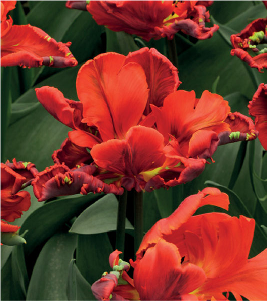 formosabulbs_lily Nashville