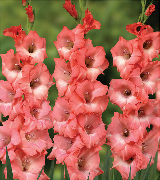 formosabulbs_lily Nashville